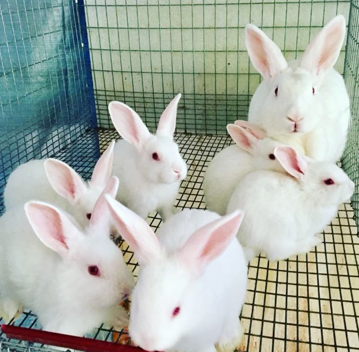 Breeding stock rabbits